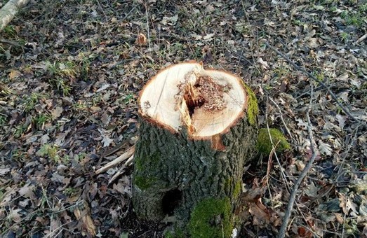 В Первомайську вирубали лісу на 500 тис. грн. (ФОТО)