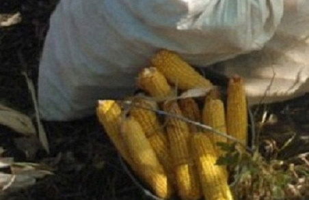Селяни покрали кукурузу, щоб обміняти її на горілку