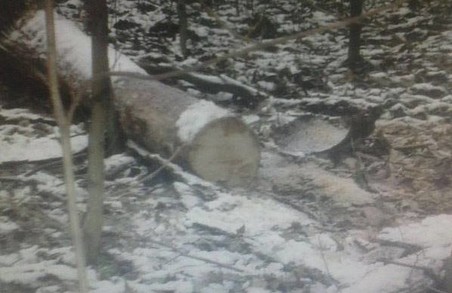 Прокурорські знову спіймали селян на вирубці лісу (ФОТО)