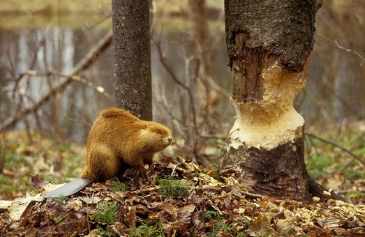 У Харківської області фіксується зростання незаконних вирубок лісу