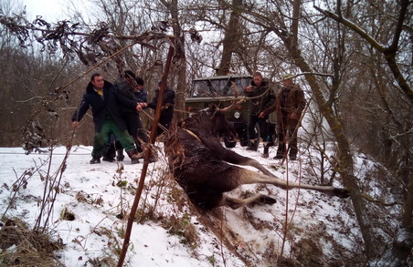 На Сіверському Донці ДСНСники та місцеві жителі врятували лося (ФОТО)