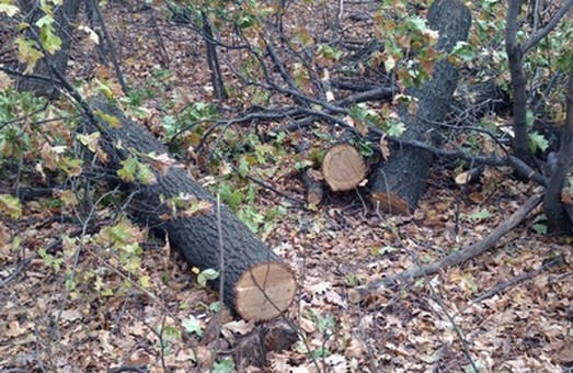 Справу про вирубку лісу на 400 тис.грн. направлено до суду