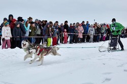 Winter Dog Fest. Під Харковом пройшли гонки північних їздових собак в упряжках/ Фоторепортаж