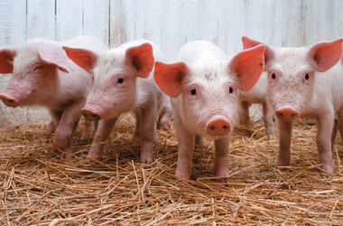 У Харкові заборонено несанкціонований продаж свиней на ярмарках