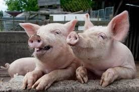 Ще дві харківські свині стали жертвами в боротьбі з африканською заразою