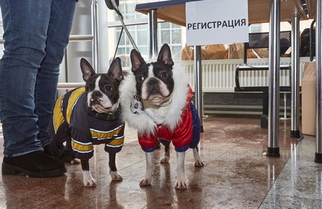 Собаки в Харкові: за «Зимовий кубок-2017» змагаються кращі / ФОТОРЕПОРТАЖ