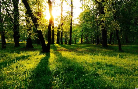 Штраф за засмічення лісів збільшили до максимальних 850 грн