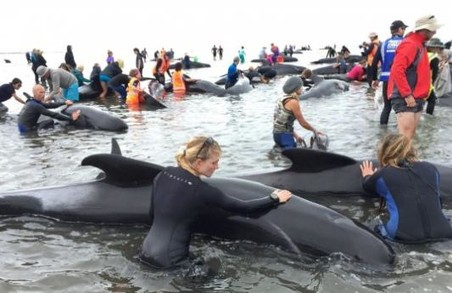 У Новій Зеландії на берег викинулися чотири сотні китів / ВІДЕО