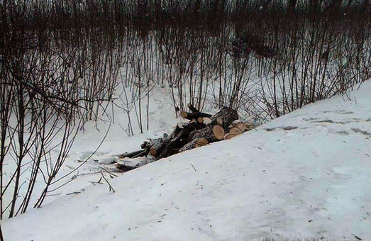 Селяни "здали" поліцейським лісоруба, який пиляв дерева в посадці/ Фото