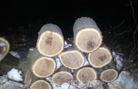 Банда селян порубала Докучаєво/ Фото