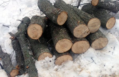 Нелегальні лісоруби на Харківщині все частіше дають про себе знати