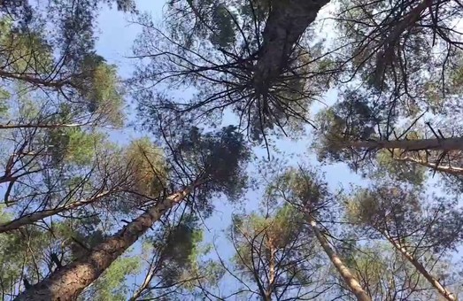 Лісгосп проґавив незаконну вирубку дерев на 900 тис. грн.