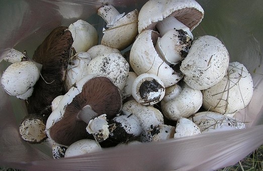 Виробники грибів анонсували подорожчання