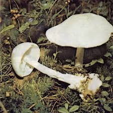П'ятеро харківян, отруєних грибами, залишаються у лікарні