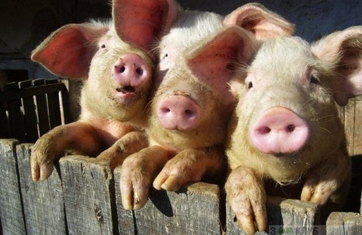 Селяни, постраждавшие від "свинячої чумки", отримають 1,4 млн. грн.компенсації