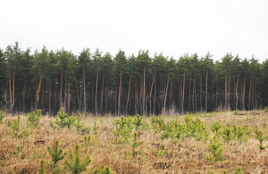 У Харківській області висадять 4,5 мільйона лісових культур