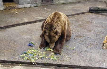 Ведмеді з харківського зоопарку з'їли рідкісні рослини