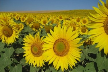 Найбільш прибутковою справою в Україні є вирощування соняшнику