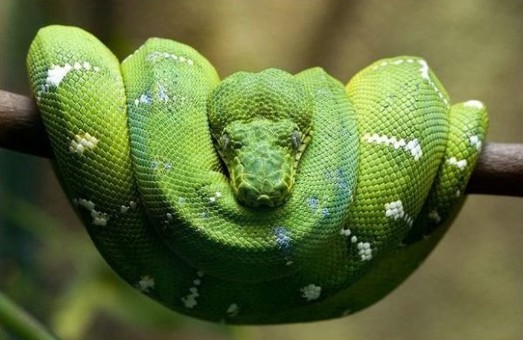 Стовп і зелений змій ненавмисно вбили харків'янина