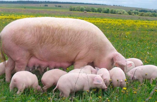 Українську свиню захистят від африканського лиха