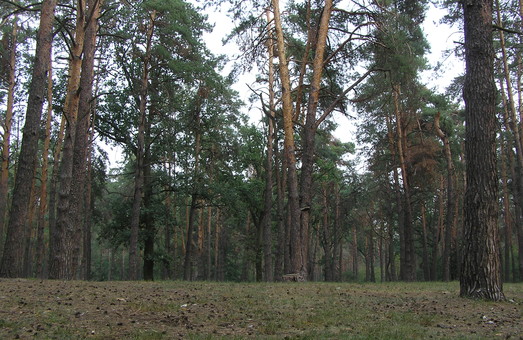 ДП "Зміївське лісове господарство" відшкодує збитки за незаконну порубку лісу