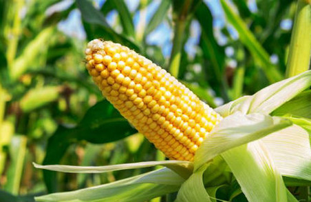 В Євросоюзі дозволили вирощувати п'ять культур з ГМО