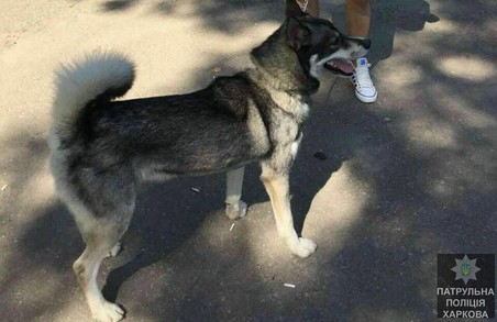 У Харкові крадуть навіть собак: патрульні повернули чоловіку хаскі