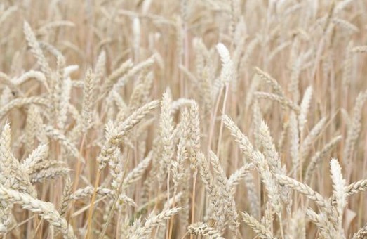 На Харківщині зібрано рекордний урожай озимої пшениці