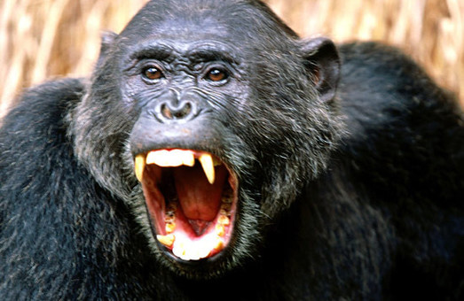 Мавпи в зоопарку під Харковом відірвали людині пальці і вухо