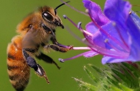 Бджоли зберуться у Карпатах