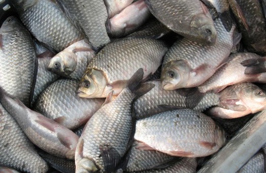 Українцям знову заборонили ловити рибу