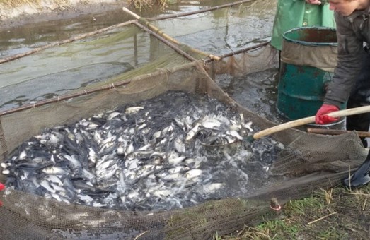 До харківських водойм запустили 205 тисяч екземплярів риби