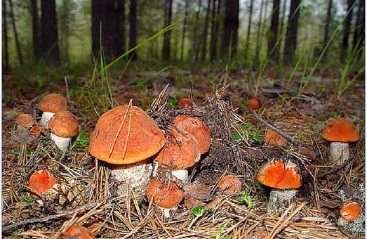 Наші прокурори чомусь не вірять, що селяни збирають гриби з бензопилами