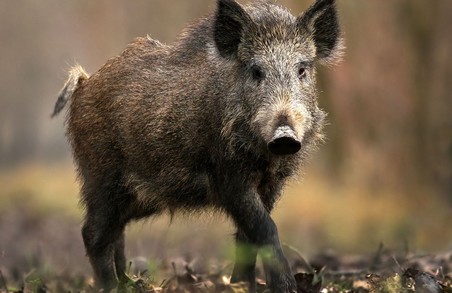 На Харківщині був зафіксований новий спалах африканської чуми свиней