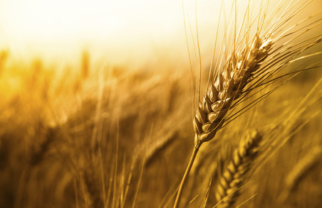 Аграрії Харківщини зібрали рекордний урожай пшениці