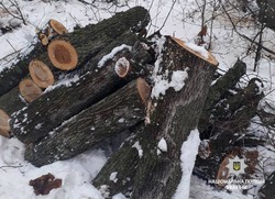 На Харківщині був затриманий чоловік за незаконну вирубку дерев