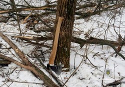 На Харківщині був затриманий чоловік за незаконну вирубку дерев