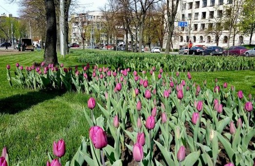 У Харкові вперше за 30 років висадять тюльпани