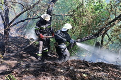 Минулої доби сталося 35 пожеж в екосистемах