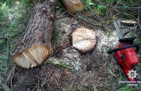 На Харківщині знов незаконно вирубували ліс