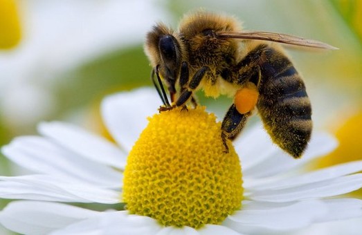 На Харківщині сталася масова загибель бджіл