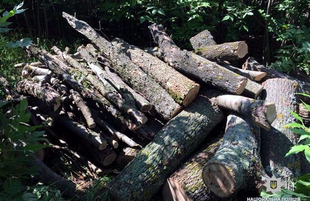 На Харківщині знов була зафіксована незаконна вирубка лісу