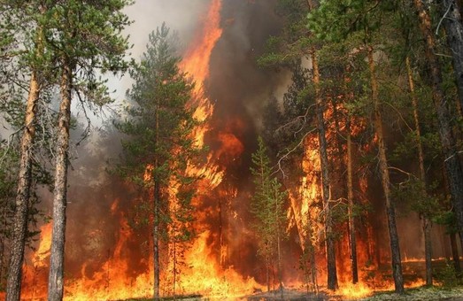 В харківських лісах знизилась кількість пожеж