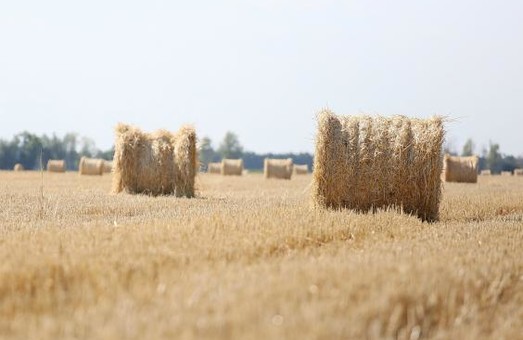 Урожай ранніх зернових і зернобобових культур на Харківщині склав понад 2,3 млн тонн