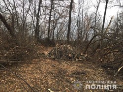 На Харківщині незаконно вирубали дерева