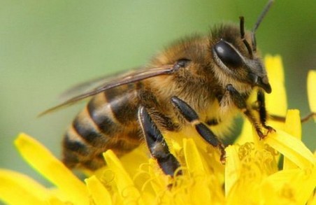 На Харківщині отруїли бджіл