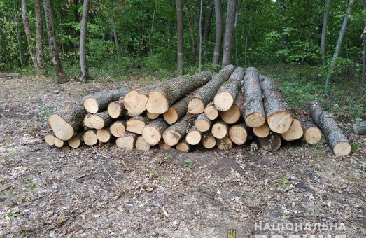 На Харківщині – нові випадки незаконної вирубки дерев