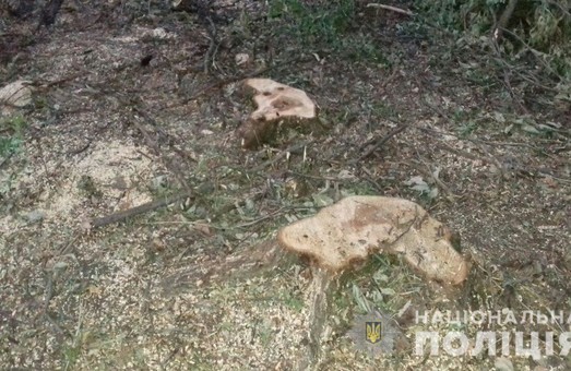 На Харківщині виявляють факти незаконної порубки лісу