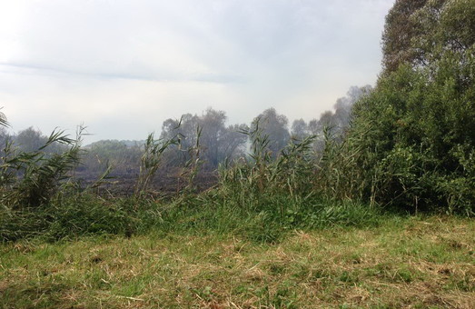 За добу на Харківщині сталося 50 природних пожеж