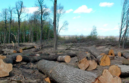 На Харківщині незаконна вирубка лісу завдала майже 58,5 мільйона гривень збитків
